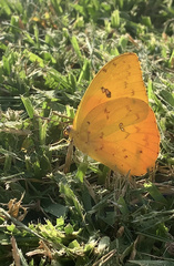 Phoebis philea philea