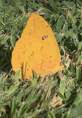 Phoebis philea philea