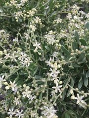 Nitraria billardierei