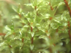Ptychostomum