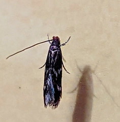 Oinophila v-flava
