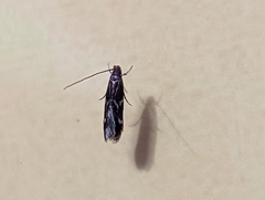 Oinophila v-flava