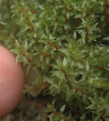 Ptychostomum