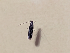 Oinophila v-flava