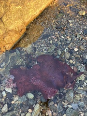 Chondracanthus exasperatus