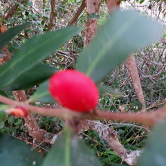 Acokanthera oppositifolia