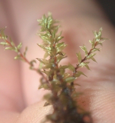 Ptychostomum