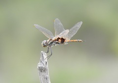 Tramea loewii