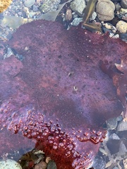 Chondracanthus exasperatus