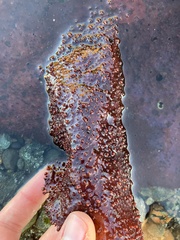 Chondracanthus exasperatus