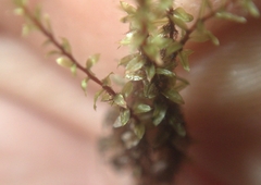 Ptychostomum