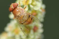 Copestylum sexmaculatum