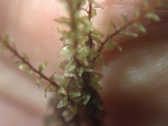 Ptychostomum