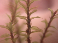 Ptychostomum