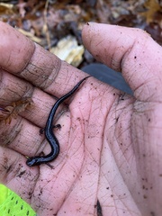 Plethodon dorsalis