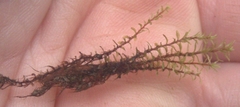 Ptychostomum