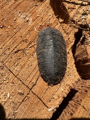 Laxta granicollis