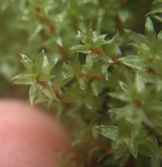Ptychostomum