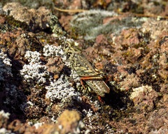 Calliptamus plebeius