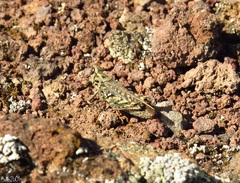 Calliptamus plebeius