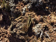 Calliptamus plebeius