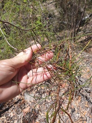Acacia juncifolia