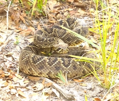 Crotalus adamanteus