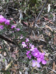 Boronia microphylla
