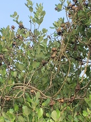 Ipomoea violacea