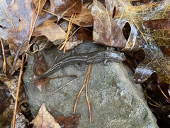 Desmognathus conanti