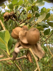 Ipomoea violacea