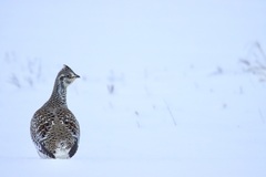 Tympanuchus phasianellus