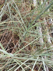 Spinifex littoreus