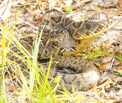 Crotalus adamanteus