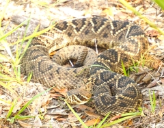 Crotalus adamanteus