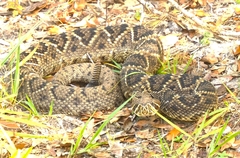 Crotalus adamanteus