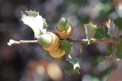 Quercus palmeri