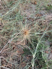 Spinifex littoreus