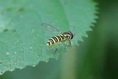 Xanthogramma flavipes