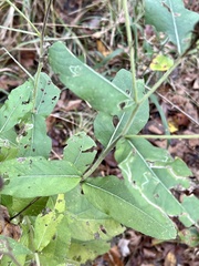 Silphium radula