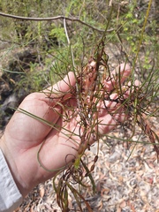 Acacia juncifolia
