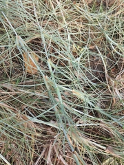 Spinifex littoreus