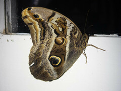 Eryphanis
