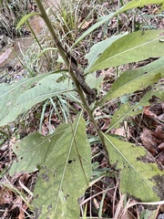 Silphium radula
