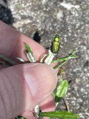 Diphucephala