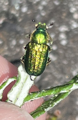 Diphucephala