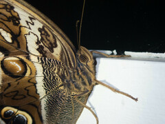 Eryphanis