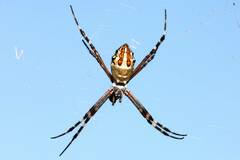 Argiope florida