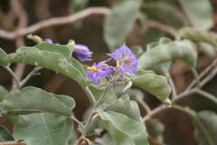 Solanum lycocarpum