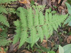 Thelypteridaceae